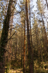 pine forest in the basque country