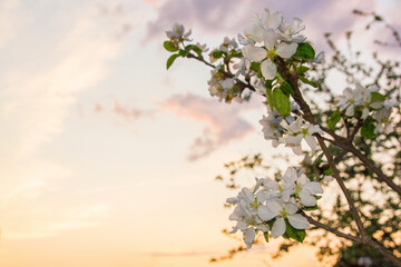 Background with an apple tree branch on the right and the sky