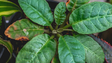Dorstenia foetida leaves top viewed with lush green color. Beautiful succulent plant