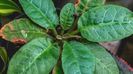 Dorstenia foetida leaves top viewed with lush green color. Beautiful succulent plant