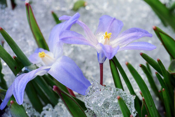 Chionodoxa in the snow