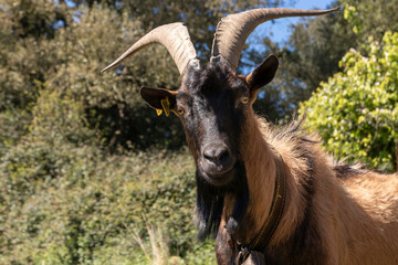 male goat looking challenged at the camera