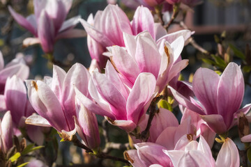 Close-up of blooming magnolias in the spa gardens of Wiesbaden/Germany 