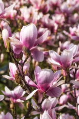 Foto op Canvas Close-up of blooming magnolias in the spa gardens of Wiesbaden/Germany  © fotografci
