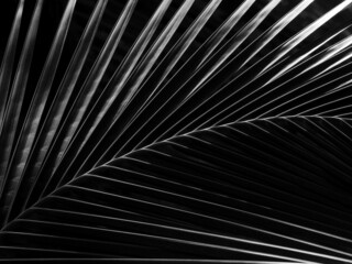 Obraz premium black and white coconut leaf