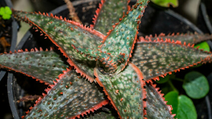 Aloe donnie in detail with red serrated leaves. Beautiful color of hybrid succulent plant - 491411696
