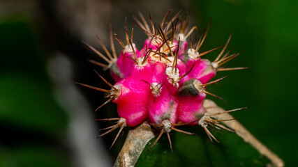 Variegated Gymnocalycium mihanovichi grafted on dragon fruit stem
