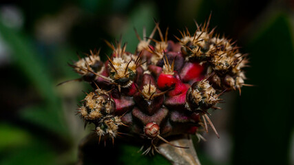 Variegated Gymnocalycium mihanovichi grafted on dragon fruit stem