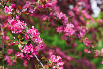 Japanese cherry sakura blossoms in spring, pink flowers close up on a branch. Branches of blossoming cherries in nature outdoors