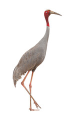 Eastern Sarus Crane (Grus antigone) isolated on white background. with clipping path