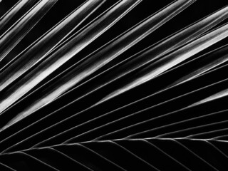 black and white coconut leaf