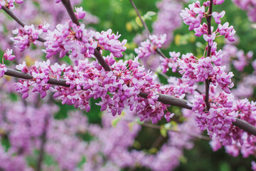 Japanese cherry sakura blossoms in spring, pink flowers close up on a branch. Branches of blossoming cherries in nature outdoors