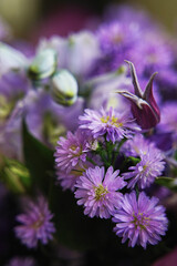 delicate purple chrysanthemums close-up. beautiful floral background. partially blurred