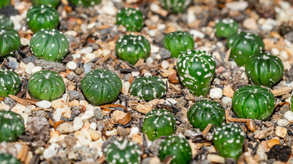 Astrophytum asterias seedlings on white gravel. Beautiful cactus seedlings