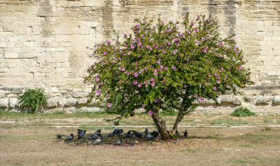 Blooming bush