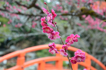 早春の京都市世界遺産下鴨神社の光琳の梅04
