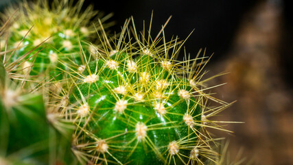 Green cactus with yellow spines. Beautiful globular cactus