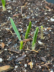 sprouts in the ground