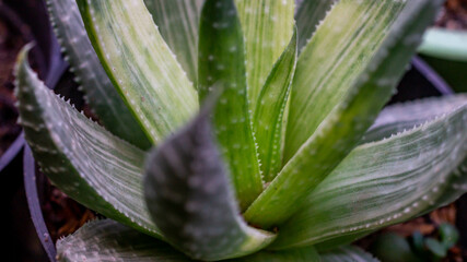 Detail closeup of Gasteria. Beautiful succulent with rough texture of leaves