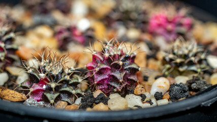 Seedlings of variegated Gymnocalyciym mihanovichi cactus. Beautiful young cactus on white gravel.