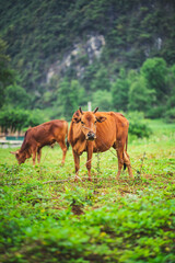 Orange cows in vietnam 