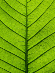 close up green leaf texture