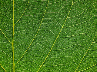 close up green leaf of Bastard teak ( Butea monosperma )
