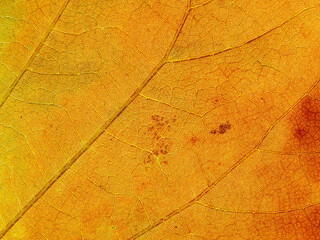 close up autumn leaf of Bastard teak ( Butea monosperma )