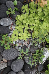 various and green plants with wooden background design for interior decoration and healing concept