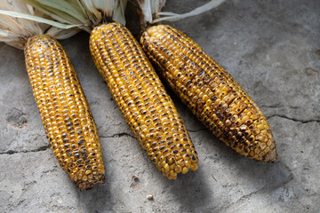 Grilled corn close-up on concrete background, traditional american holiday food