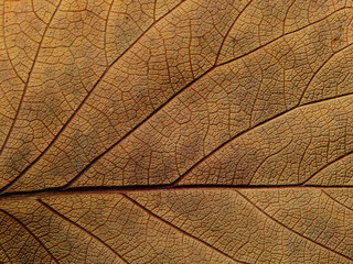 Naklejka na ściany i meble close up dry brown leaf of Bastard teak ( Butea monosperma )