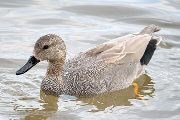 Anas platyrhynchos