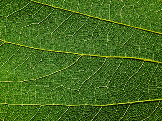 close up green leaf of Bastard teak ( Butea monosperma )
