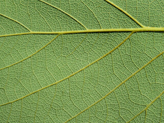 close up green leaf of Bastard teak ( Butea monosperma )