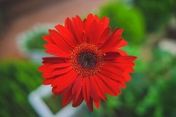 red flower