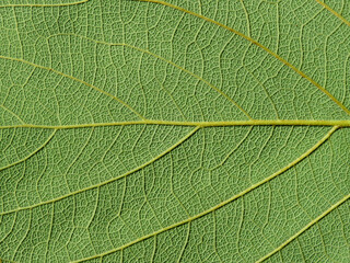 close up green leaf of Bastard teak ( Butea monosperma )