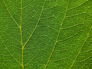 close up green leaf of Bastard teak ( Butea monosperma )