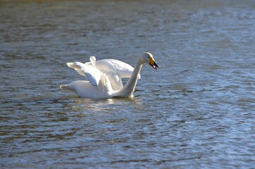 仙台市水の森公園の白鳥