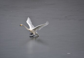 仙台市水の森公園の白鳥