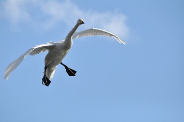 仙台市水の森公園の白鳥