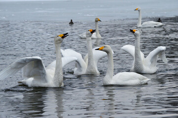 仙台市水の森公園の白鳥