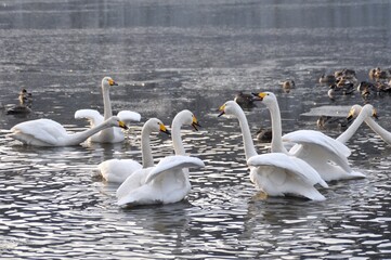 仙台市水の森公園の白鳥