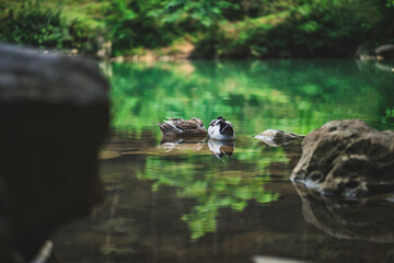 Fototapeta premium ducks on the water