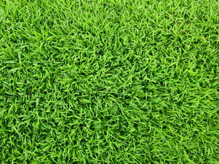 green grass on the lawn background