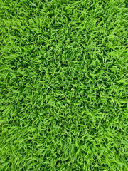 top view green grass on the lawn texture