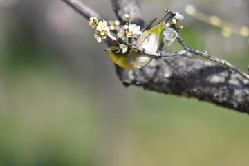 メジロと梅の花