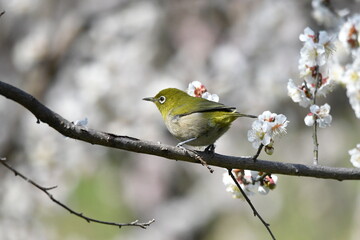 メジロと梅の花