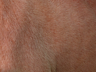 skin of albino buffalo texture