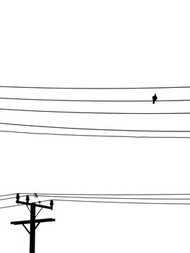 silhouette of pigeon on electric wire isolated on white background