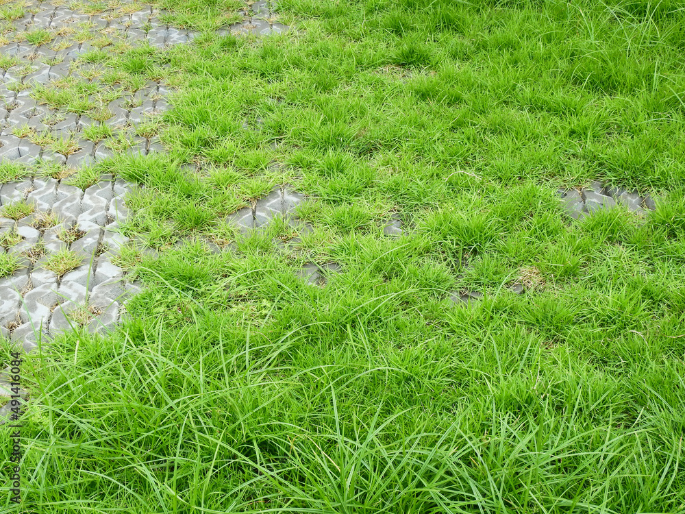 Canvas Prints abandoned sidewalk with green grass in street after rain